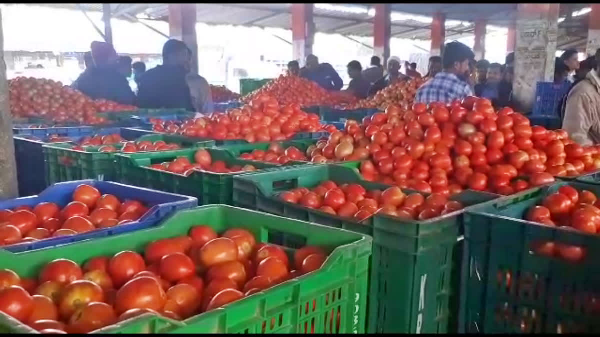 Tomato is selling at record prices in the market  market in Chikkamagaluru  Tomato is selling at record prices  ದಾಖಲೆ ಬೆಲೆಗೆ ಮಾರಾಟವಾಗುತ್ತಿರುವ ಟೊಮೆಟೊ  ಚಿಕ್ಕಮಗಳೂರು ಮಾರುಕಟ್ಟೆಯಲ್ಲಿ ಟೊಮೆಟೊ ದಾಖಲೆ ಬೆಲೆ  ಟೊಮೆಟೊ ದರ ಗಗನಕ್ಕೆ  ಮಳೆಯಲ್ಲಿ ಆಶ್ರಯಿಸಿ ಬೆಳೆಯುತ್ತಿದ್ದ ಬೆಳೆ  ಟೊಮೆಟೊ ಬೆಳೆಗೆ ಚಿಕ್ಕಮಗಳೂರು ಮಾರುಕಟ್ಟೆ  ಬೆಳೆಯೇ ದಾಖಲೆ ಪ್ರಮಾಣದ ಬೆಲೆಗೆ ಮಾರಾಟ