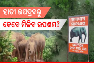 elephant terror in  anugul