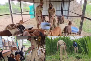 jain monk murder case  police fodder to cattle of accused  Narayan Male  Jain Acharya Kamakumar Nandi Maharaj  police have fed the cattle  ജൈന സന്യാസിയെ കൊലപ്പെടുത്തിയ കേസ്  വളർത്തുമൃഗങ്ങൾ  വളർത്തുമൃഗങ്ങൾക്ക് സംരക്ഷകരായി പൊലീസ്  ആചാര്യൻ കാമകുമാർ നന്ദി മഹാരാജ്  സന്യാസിയെ കൊലപ്പെടുത്തിയ കേസിലെ പ്രതി