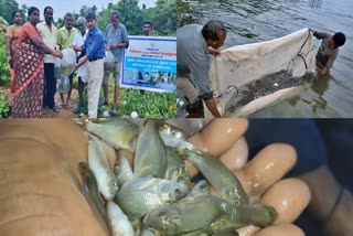 தேசிய மீன் வளர்போர் தினத்தை முன்னிட்டு பூண்டி நீர்த்தேக்கத்தில் விடப்பட்ட மீன் குஞ்சுகள்