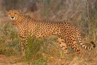 Cheetah Post mortem report