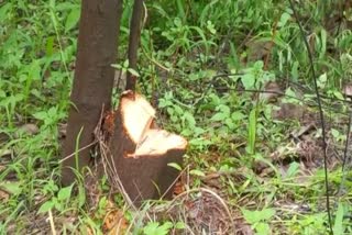 Jabalpur Smugglers cut sandalwood tree