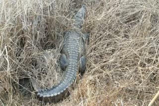 Neemuch News Crocodile entered village