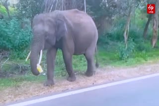 Elephant eating plastic waste