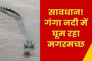 Fear among people after seeing crocodile in Ganga river in Sahibganj