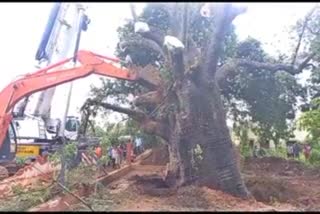 to replant the big tamarind tree