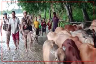police rescued 70 cows in lakhimpur