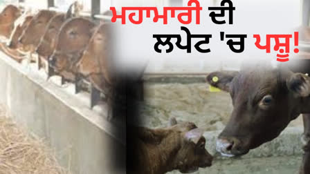 Risk of epidemic spread in the dairy cattle of flood affected areas of Punjab