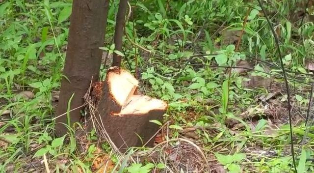 Smugglers stole 7 sandalwood trees