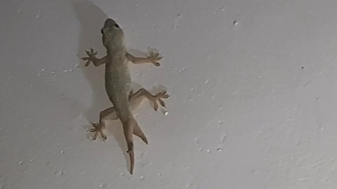 Unique lizard Found in Sagar