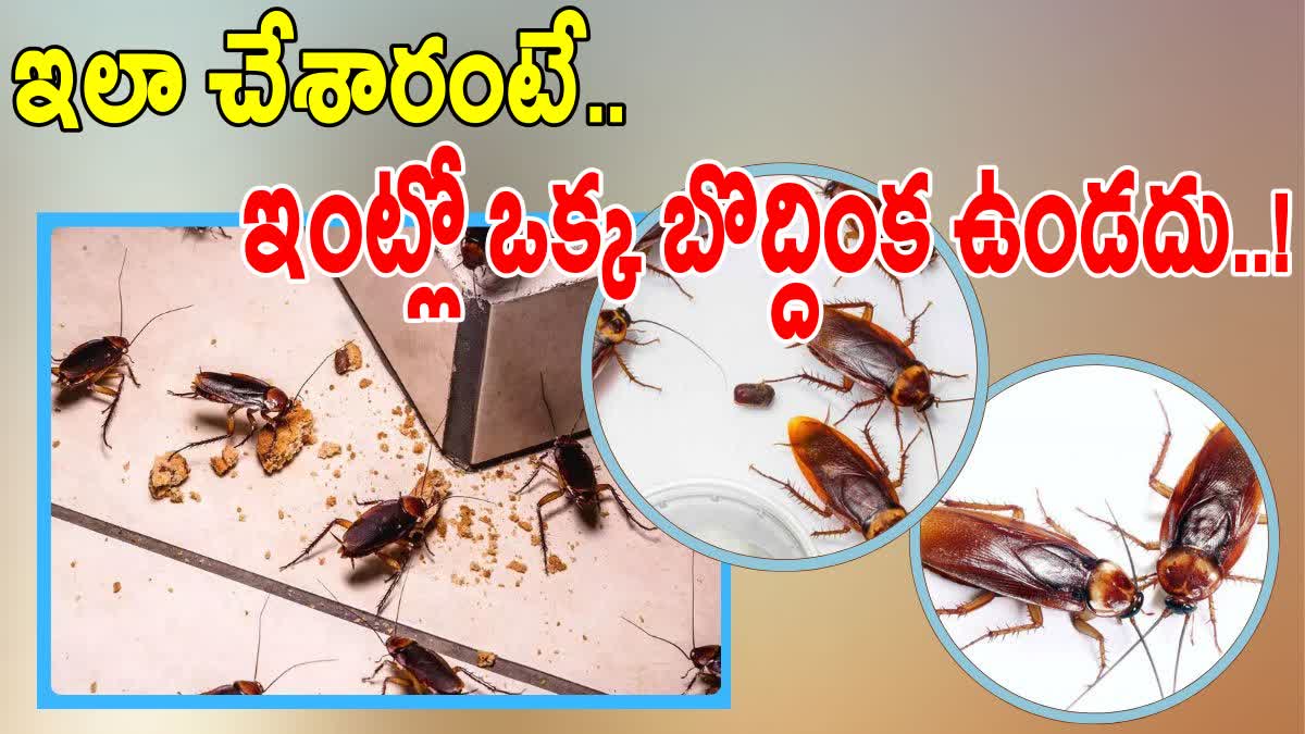 Natural Ways To Get Rid of Cockroaches