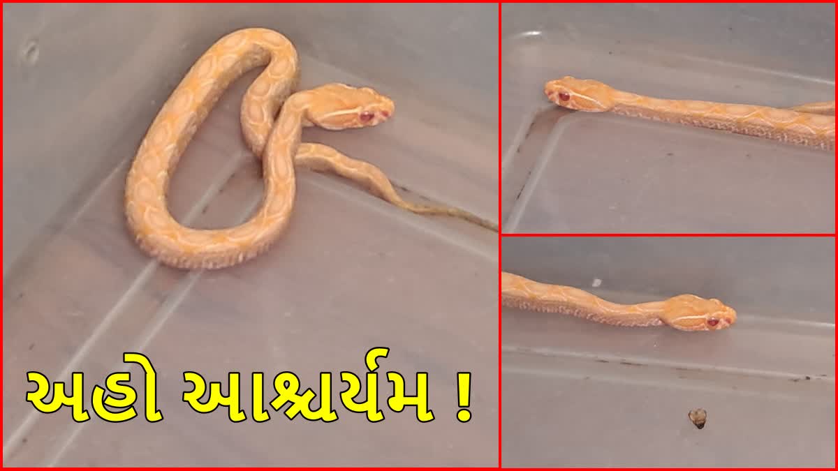 વાપીમાં દુર્લભ સાપ મળ્યો