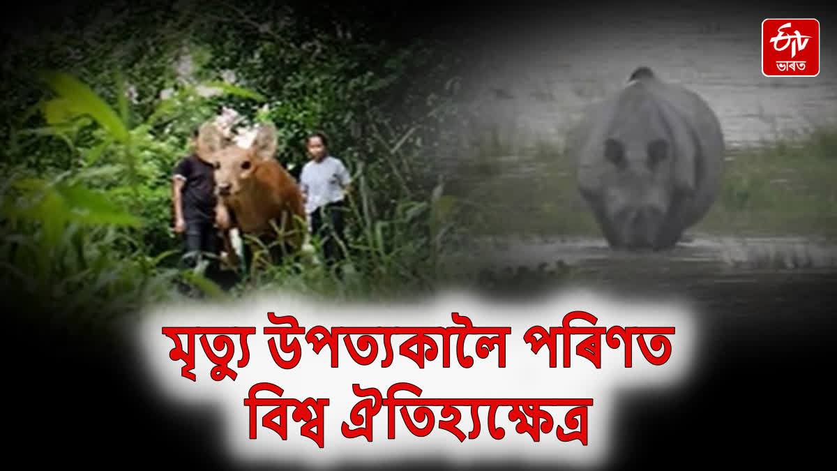 174 wild animals, including 10 rhinos, died due to flood in Kaziranga