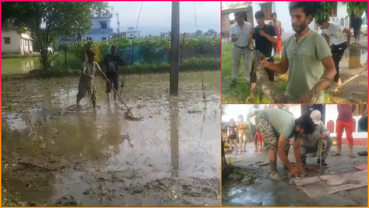 Crocodile seen in Haldwani