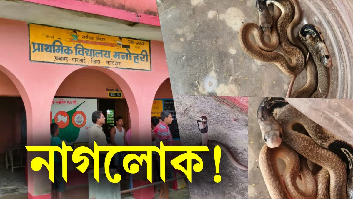 snake-in-school-dozens-of-snakes-coming-out-every-day-in-a-school-in-katihar