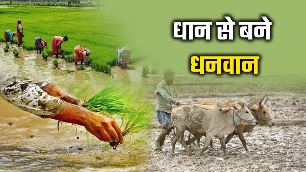 SHAHDOL BUMPER PADDY PRODUCTION