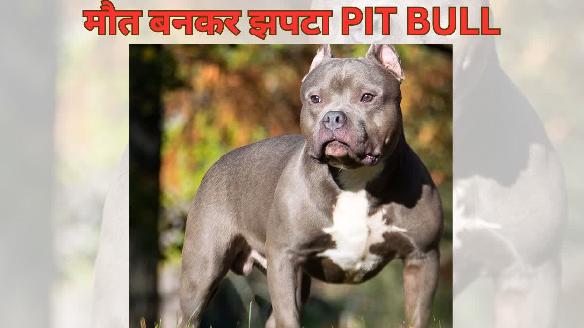 Pitbull dog attacked delivery boy