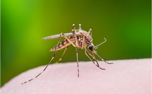 WEST NILE FEVER IN ISRAEL