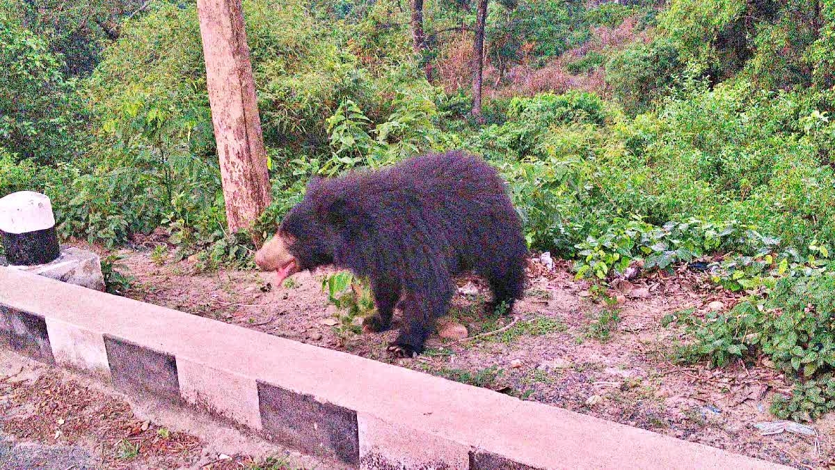 वाल्मिकी टाइगर रिजर्व में भालू