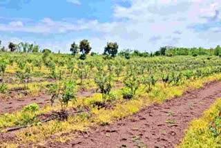 pomegranate orchard