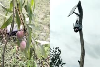 Miyazaki Mango In India