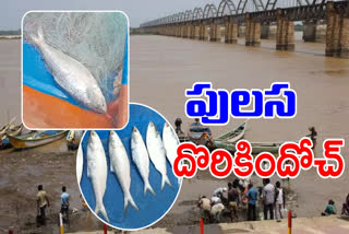 Pulasa Fish Rate in Godavari District