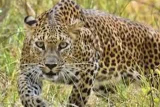 Teen dies in leopard attack in Bahraich up news in hindi