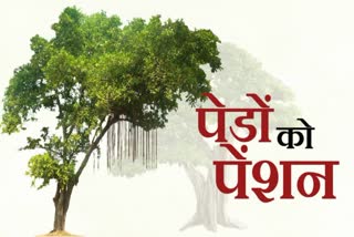 Trees Pension in Haryana