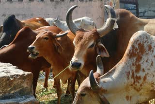 BHOPAL 6 COWS KILLED IN FOREST