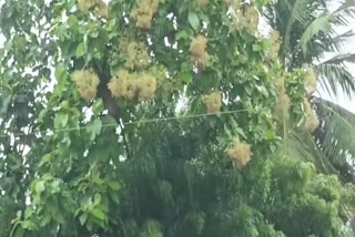 Farmers Happy With Incessant Rain