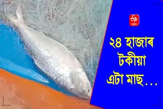 one and a half kg pulasa fish price is RS 24 thousand