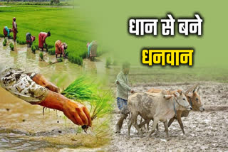 SHAHDOL BUMPER PADDY PRODUCTION