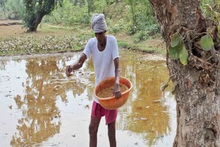 Paddy Plantation In Palamu