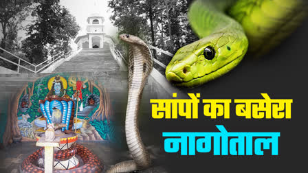 Nagotal Nagmani Snakes Umaria