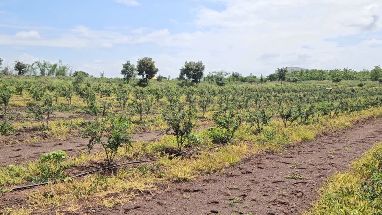 Pomegranate garden