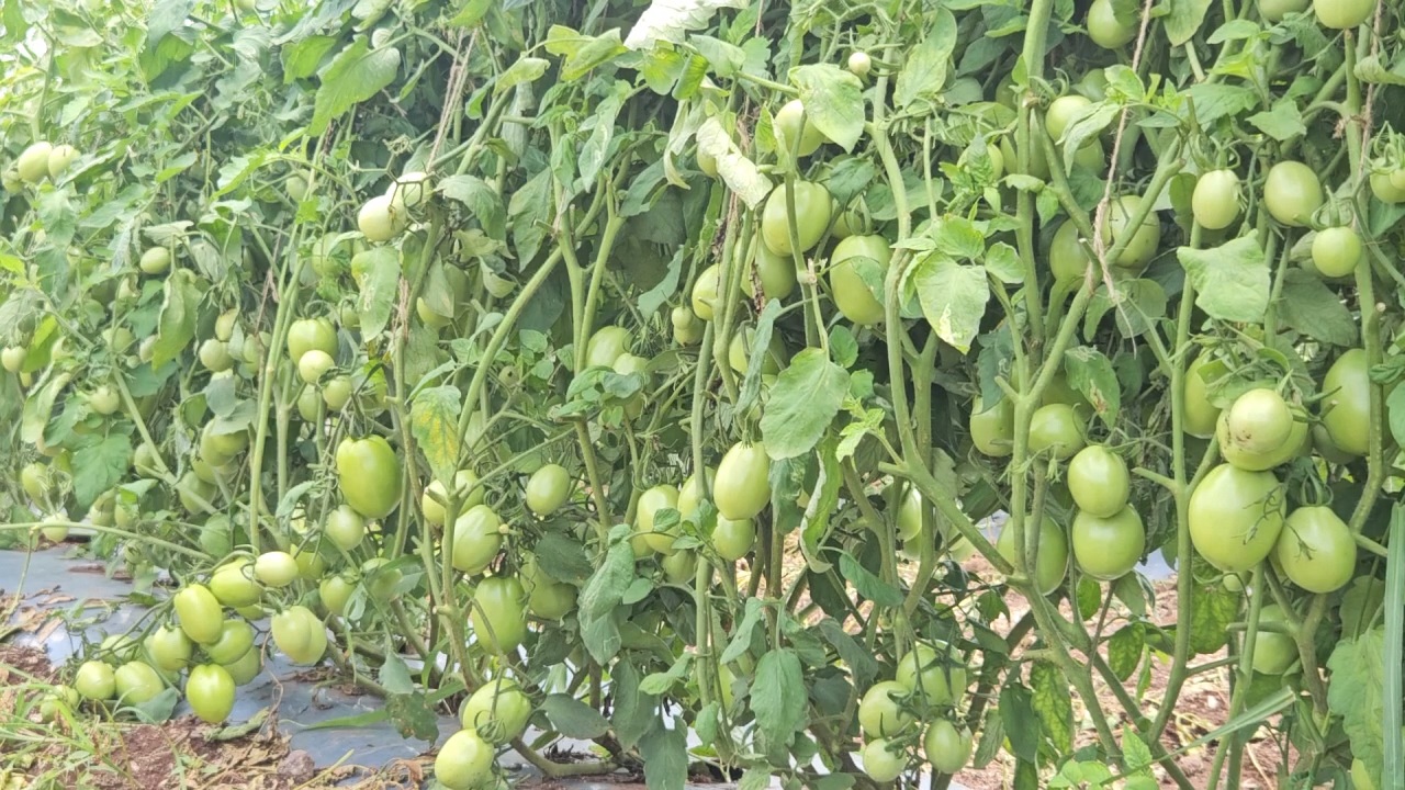 Cultivation of Tomatoes