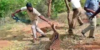வனப்பகுதிக்குள் விடப்பட்ட புள்ளிமான்