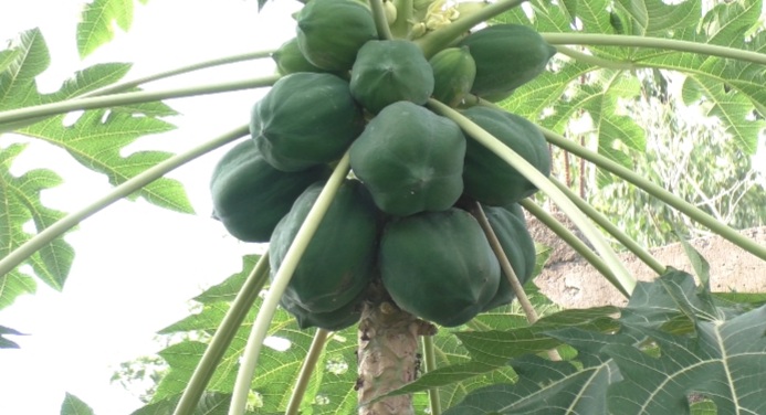Success Story: How Farming Changed Fate Of This 10th Fail Man From Odisha's Kendrapara