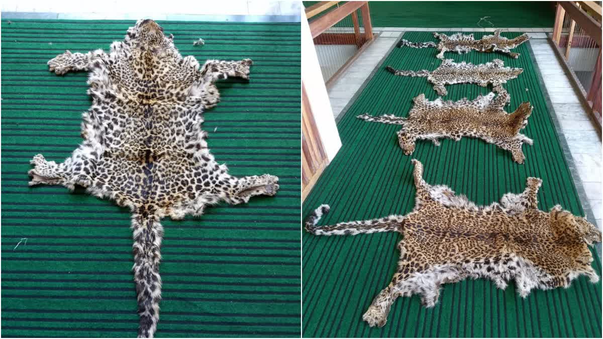 Wildlife smugglers arrested