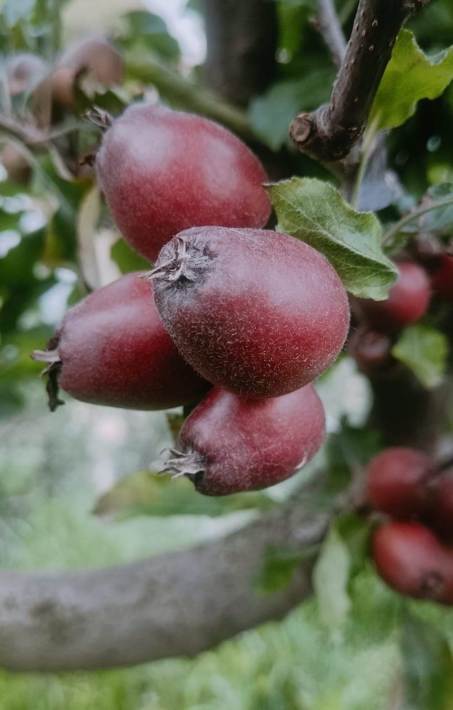 Himachal Apple Season