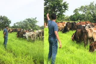 KAS Officer Grazed Cattle