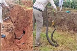 king-cobra-catching-video-14-feet-long-king-cobra-rescued-in-karnataka-viral-video