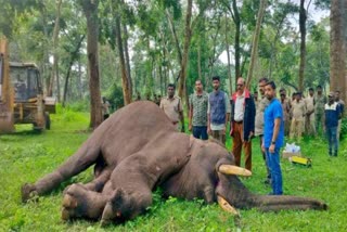 died wild elephant