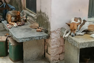 A dog crosses vande bharat train