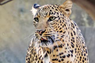Leopard Attacks In Narmadapuram