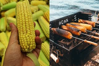 Health Benefits Of Corn In Telugu