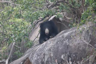 Bear Found dead in a Farm in Sirohi