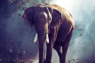 Panna Elephant