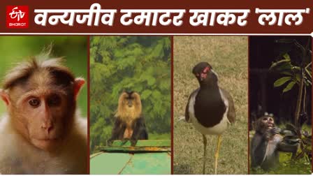 Delhi Zoo में वन्यजीव खाकर हुए मस्त