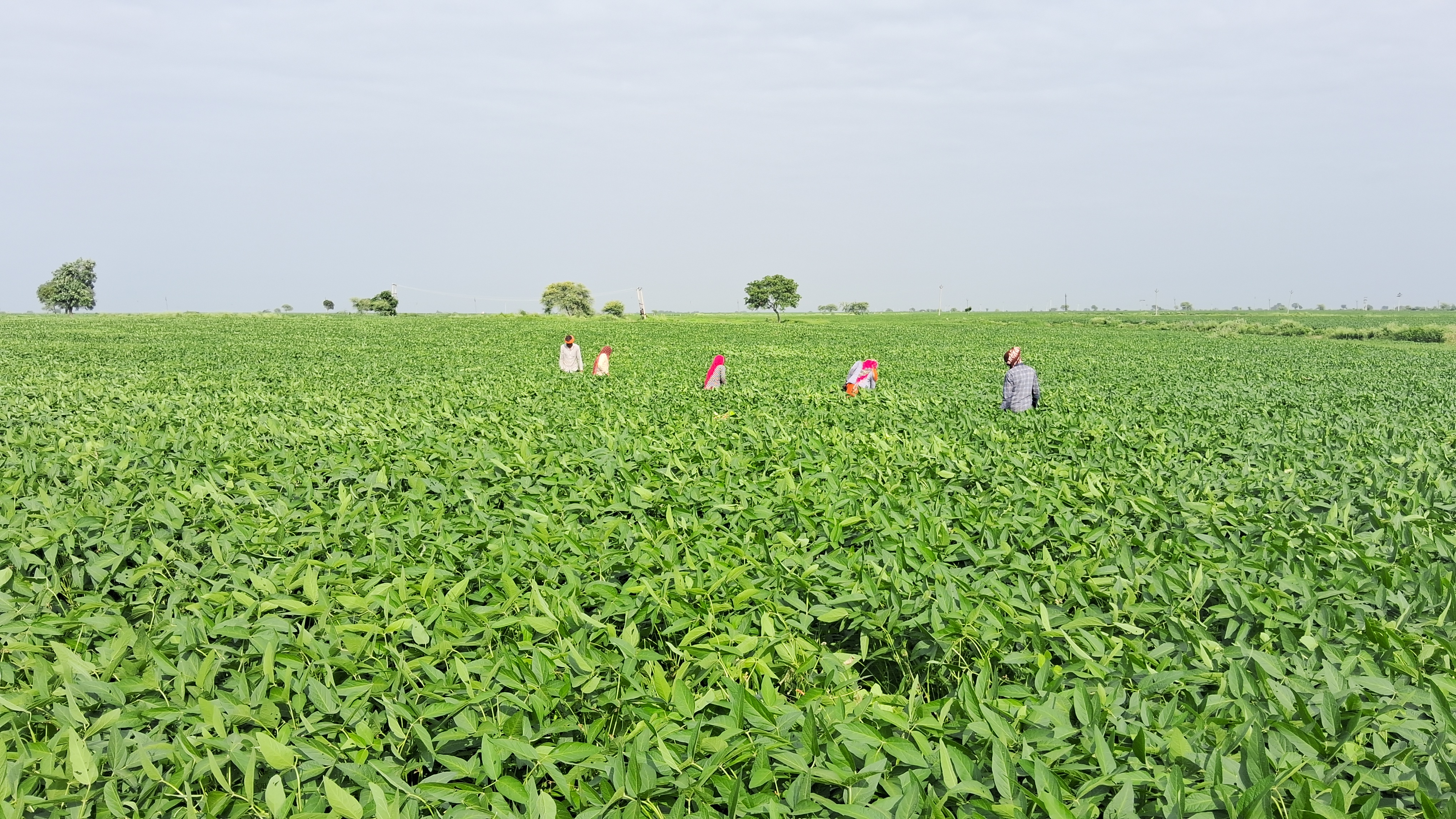 Crisis on lakhs of hectares of crops in Kota